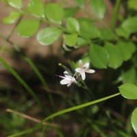 Andrographis alata (Vahl) Nees